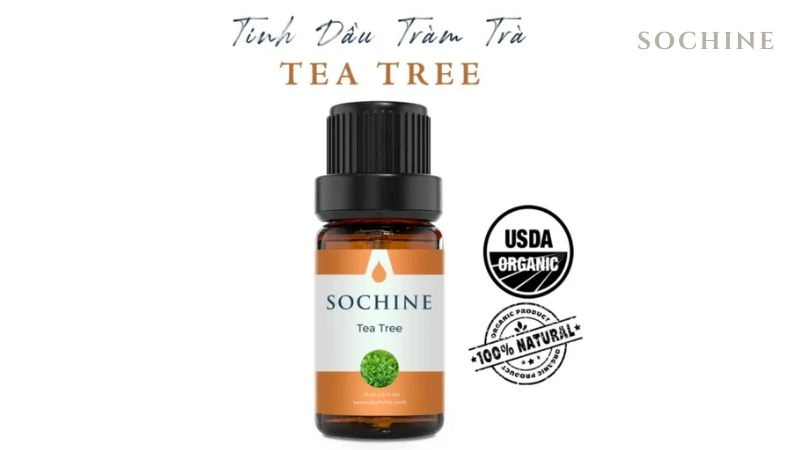 Tea tree là gì? Tác dụng và cách phân biệt với tràm gió 7 Chăm sóc răng miệng với tea tree
