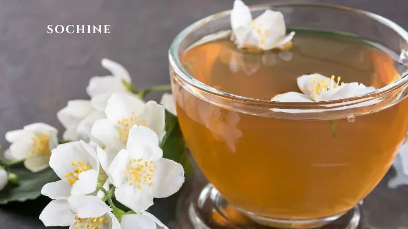 Jasmine là gì? Vẻ đẹp của hương thơm thuần khiết của hoa Nhài 4 trà hoa nhài Jasmine