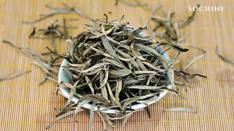 Trà trắng (White Tea) là gì? Công dụng, cách dùng hiệu quả. 2 Trà trắng làm từ chồi non của cây Camellia sinensis