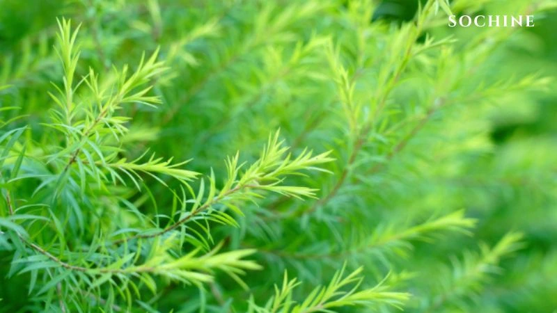 Tea tree là gì? Tác dụng và cách phân biệt với tràm gió 2 Tràm trà nổi tiếng với tính kháng khuẩn, chống viêm