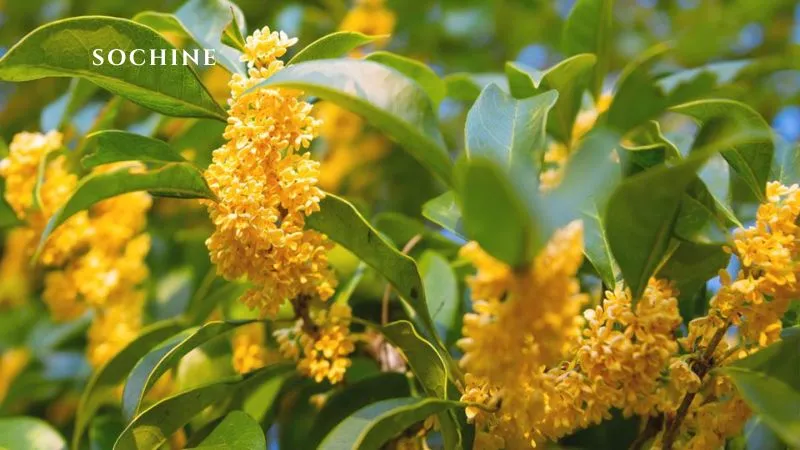 Osmanthus là gì? Hương thơm quyến rũ và những điều cần biết 5 trồng hoa Osmanthus