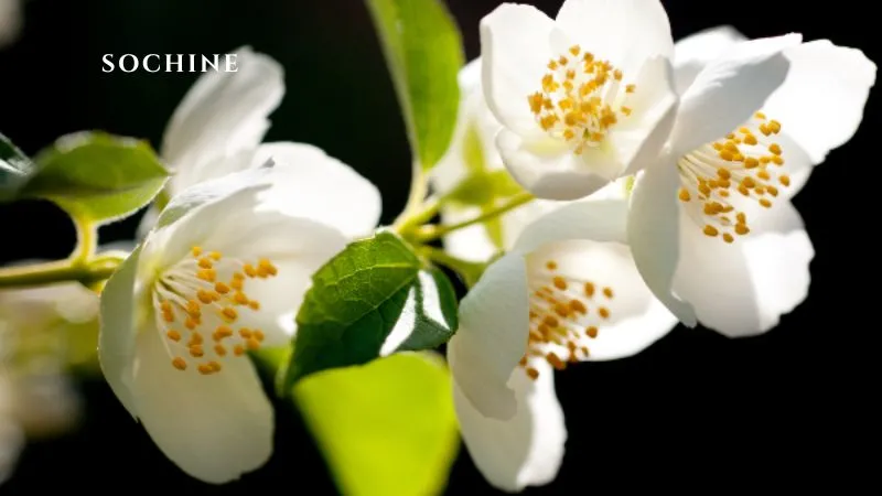 Jasmine là gì? Vẻ đẹp của hương thơm thuần khiết của hoa Nhài 6 ý nghĩa hoa Jasmine
